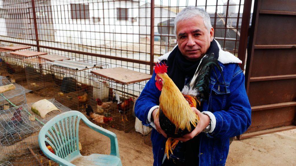 El presidente de la Asociación Mundial de Gallos de Combate con un ejemplar de Combatiente Español