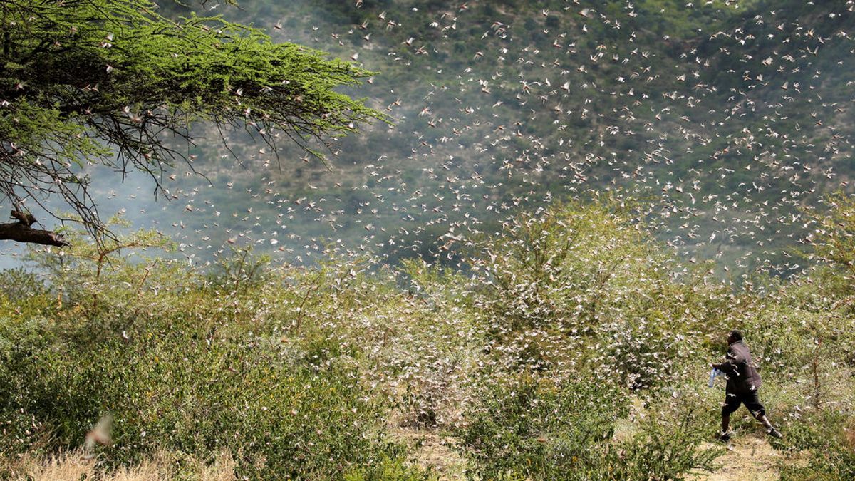 Malas noticias: la lluvia empeora la plaga de langosta en África Oriental