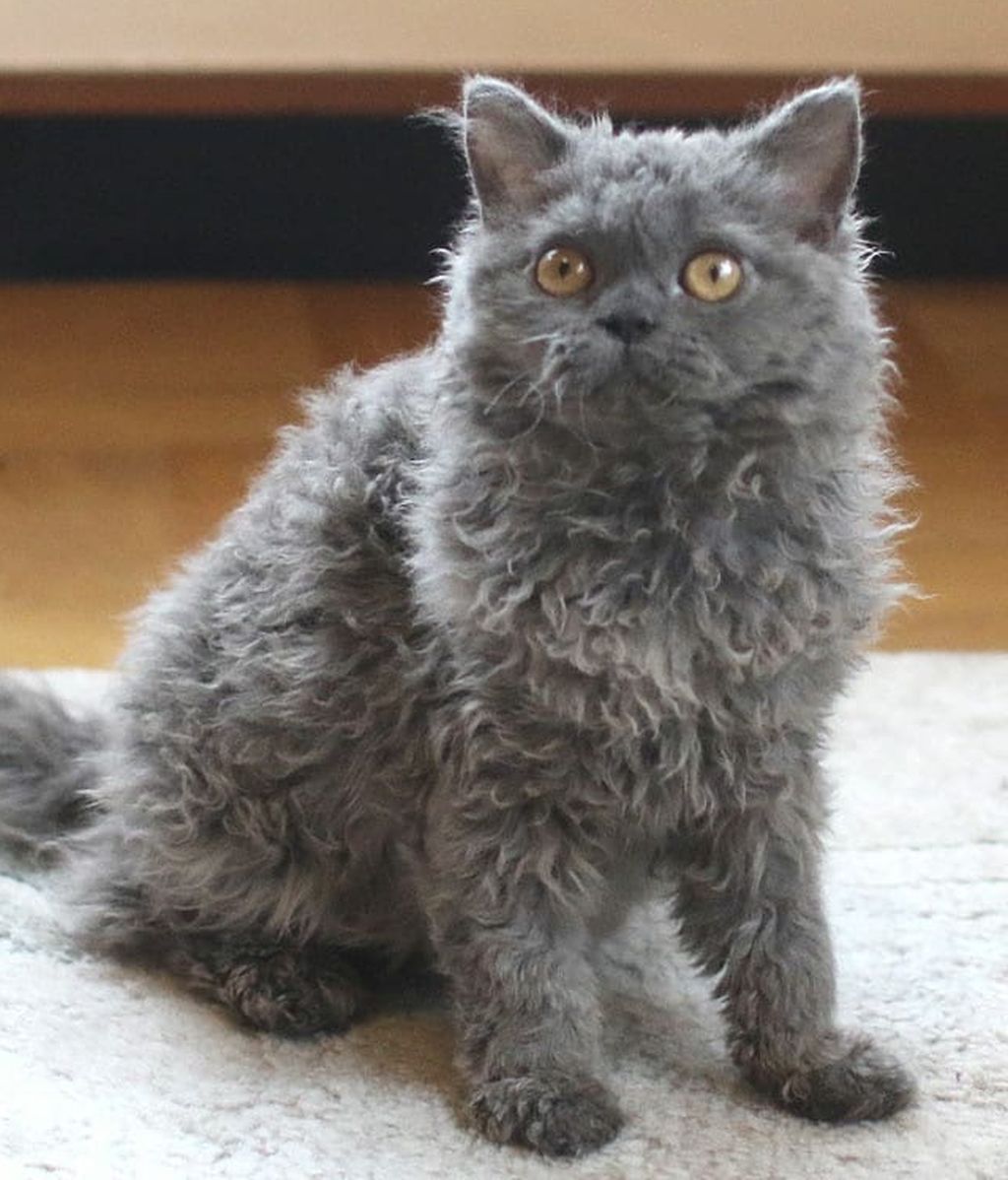 gato de pelo rizado