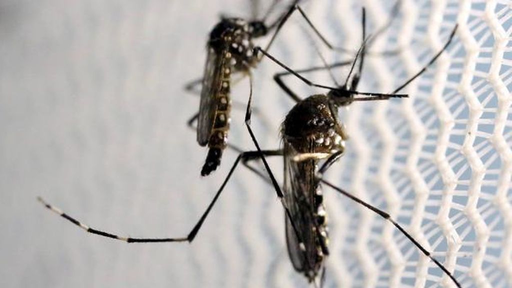El dengue se extiende en el Caribe y los turistas lamentan que no están siendo advertidos El dengue se extiende en el Caribe y los turistas lamentan que no están siendo advertidos