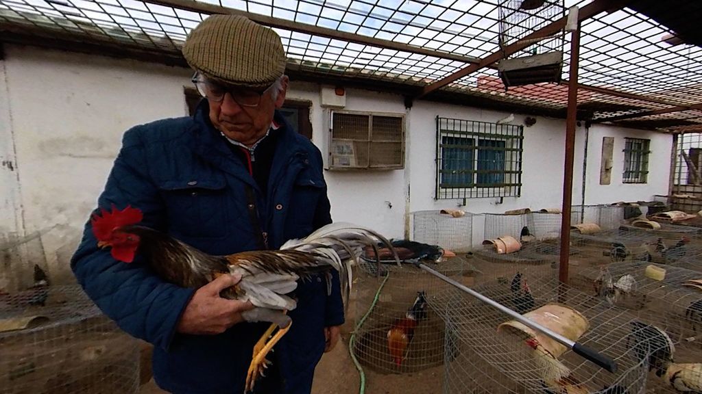 Antonio Calvo con uno de sus gallos