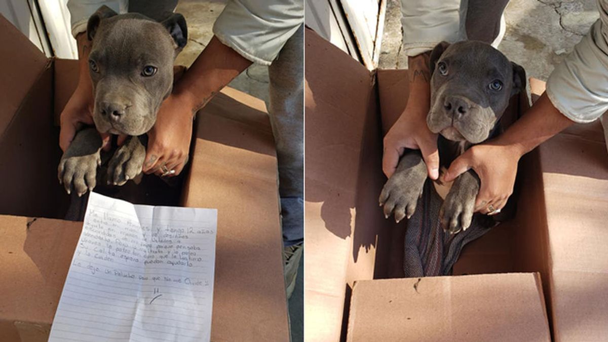 “Le dejo un peluche para que no me olvide”: un niño da en adopción a un perro porque su padre lo maltrataba