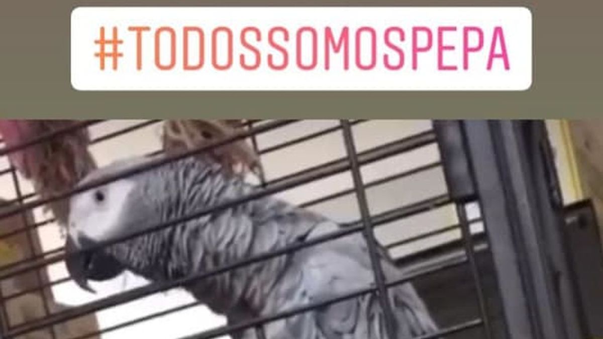 Loro perdido Loro perdido