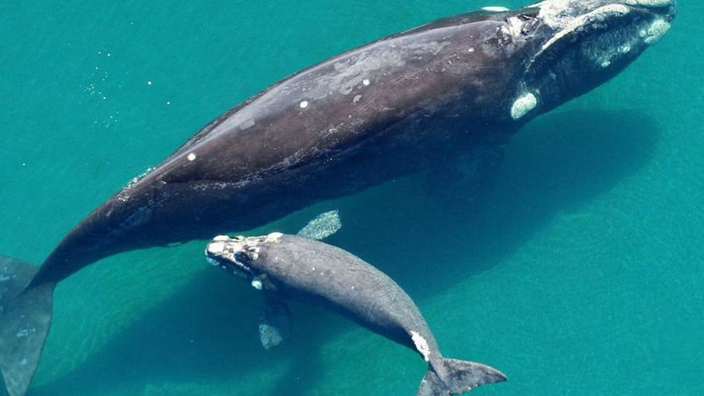 Después de décadas en extinción vuelven las ballenas azules - Telecinco