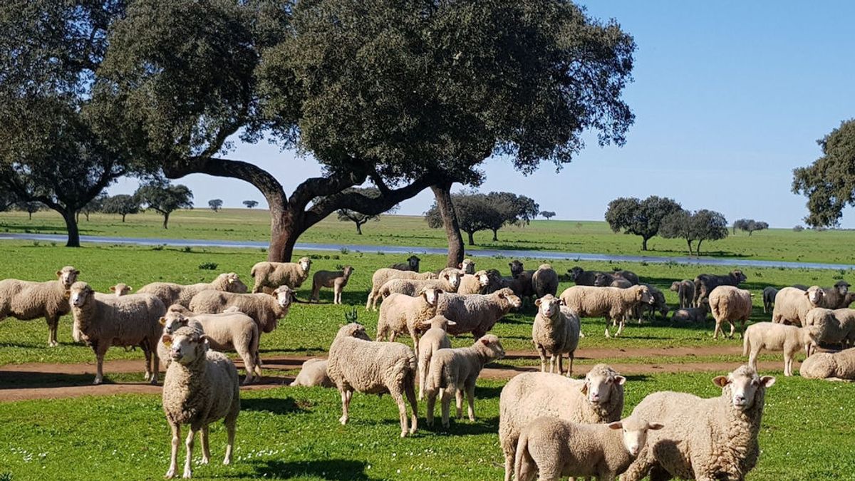 Cuánto y cómo se reparten las ayudas a los agricultores y ganaderos: guía básica de la Política Agraria Común Cuánto y cómo se reparten las ayudas a los agricultores y ganaderos: guía básica de la Política Agraria Común