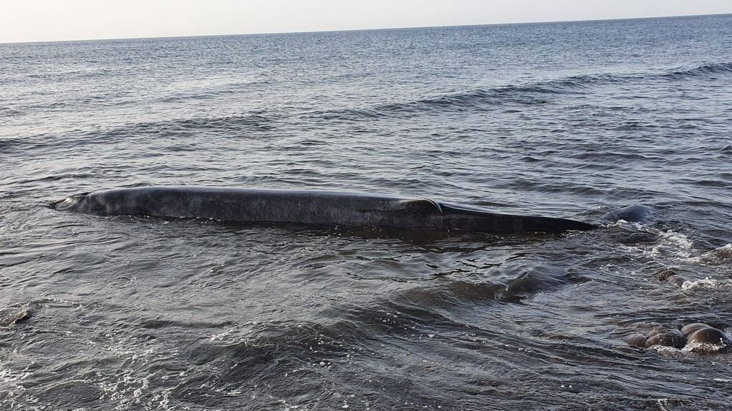 Una ballena aparece varada en la costa de Tuineje (Fuerteventura)