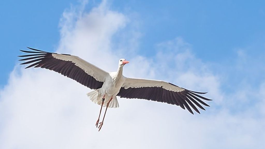 Un nuevo estudio lo demuestra: las cigüeñas dejan de volar a África y se quedan en España