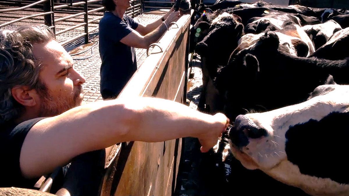 El discurso animalista de Joaquin Phoenix en los Oscar no era postureo: así salva a dos vacas de ser sacrificadas