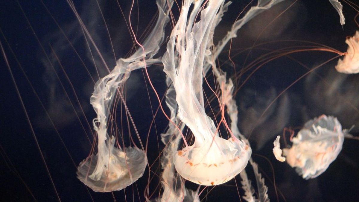 Un parásito lejano de la medusa es el primer animal conocido que sobrevive sin respirar
