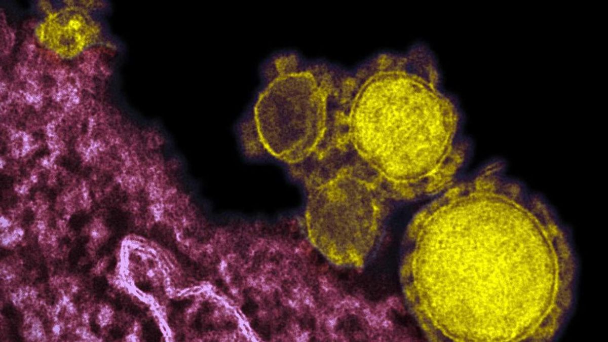 La carrera contrarreloj para diagnosticar el coronavirus (y ganar dinero) La carrera contrarreloj para diagnosticar el coronavirus (y ganar dinero)