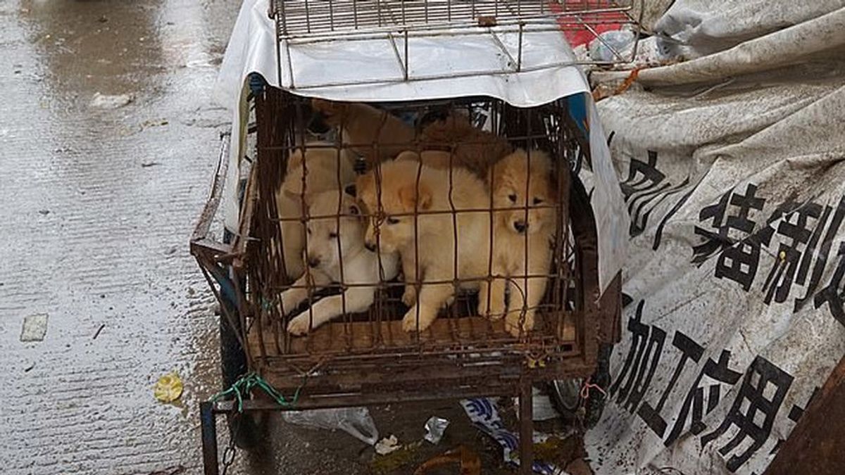 Ciudad china redacta ley para prohibir comer perros a raíz del coronavirus