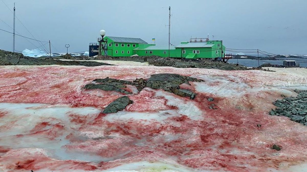 Un derretimiento glacial discordante: nieva sangre en la Antártida