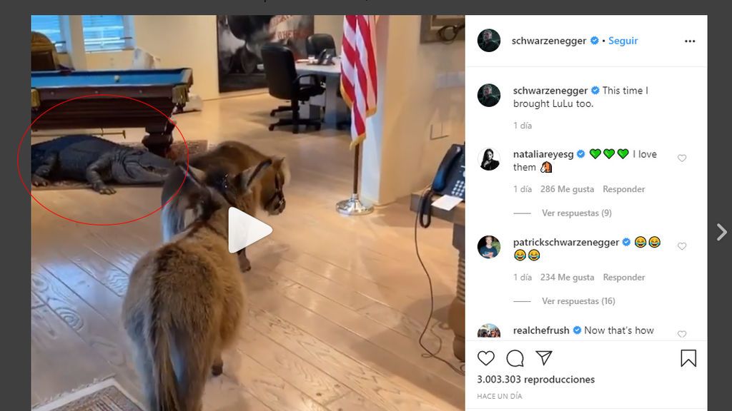 Un caimán en el despacho de Schwarzenegger