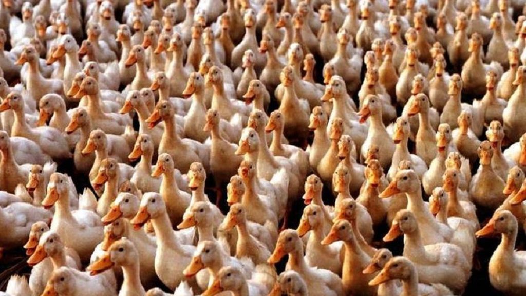 China podría enviar un ejército de patos contra las langostas en Pakistán China podría enviar un ejército de patos contra las langostas en Pakistán