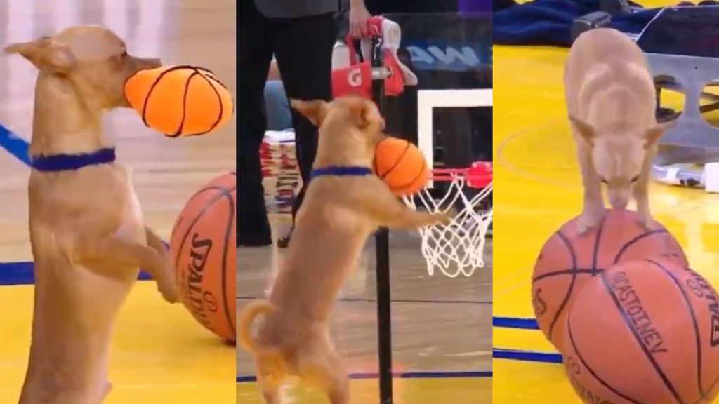 La canasta viral de un perro fan de los Warriors: machaca el aro y hace equilibrismo La canasta viral de un perro fan de los Warriors: machaca el aro y hace equilibrismo