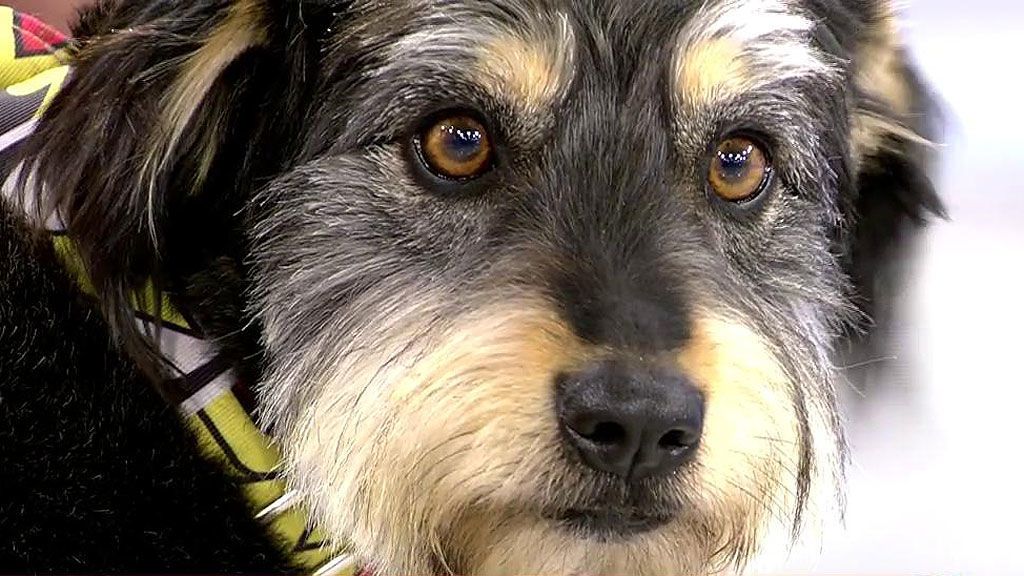 Karey, una perrita que busca una familia de adopción