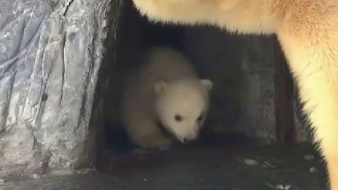 Un de oso polar, estrella del zoo de Copenhague - Telecinco