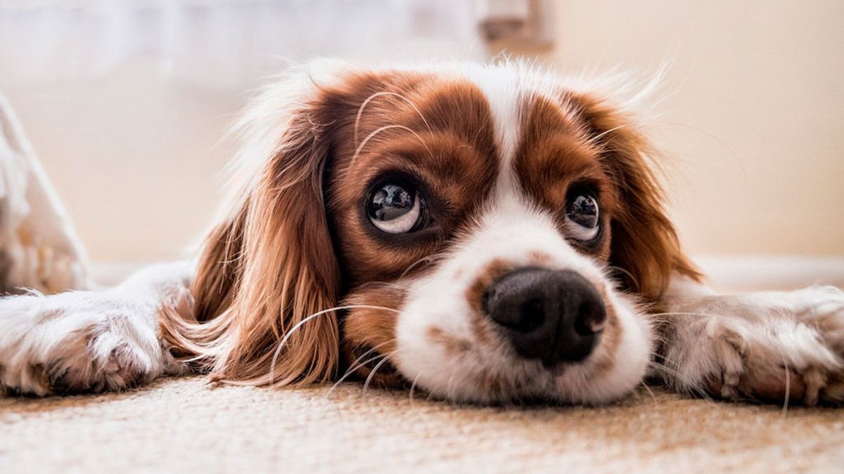 Hong Kong pide poner en cuarentena a los animales de compañía de los contagiados Hong Kong pide poner en cuarentena a los animales de compañía de los contagiados