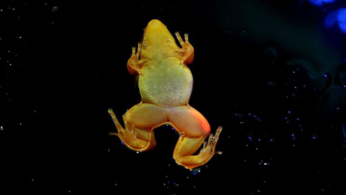Salamandras y lagartos fluorescentes: los motivos por los que brillan