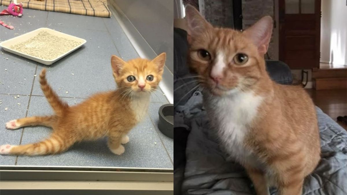 La historia de Mac'n'Cheez: el gato que nació parapléjico y que ha logrado trepar y controlar sus patas traseras