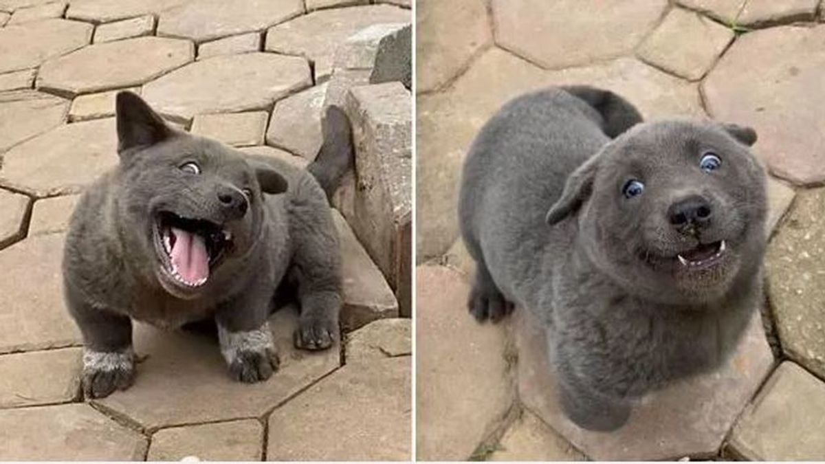 El cachorro parecido a un gato que se ha hecho viral