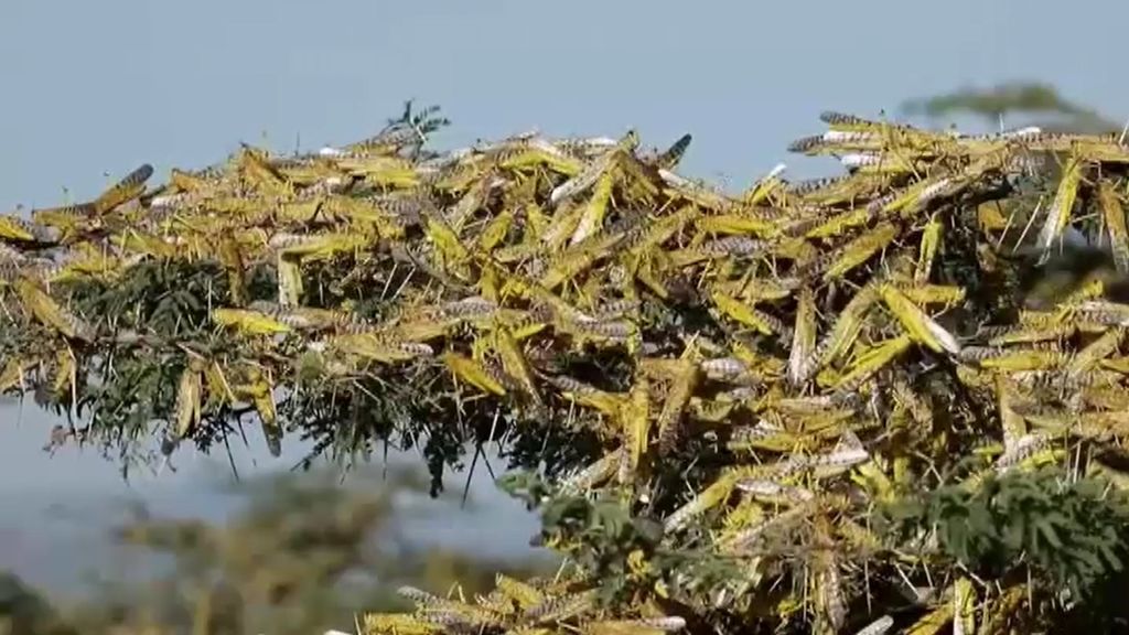 Los enjambres de langostas afectan ya a una docena de países de África y Asia