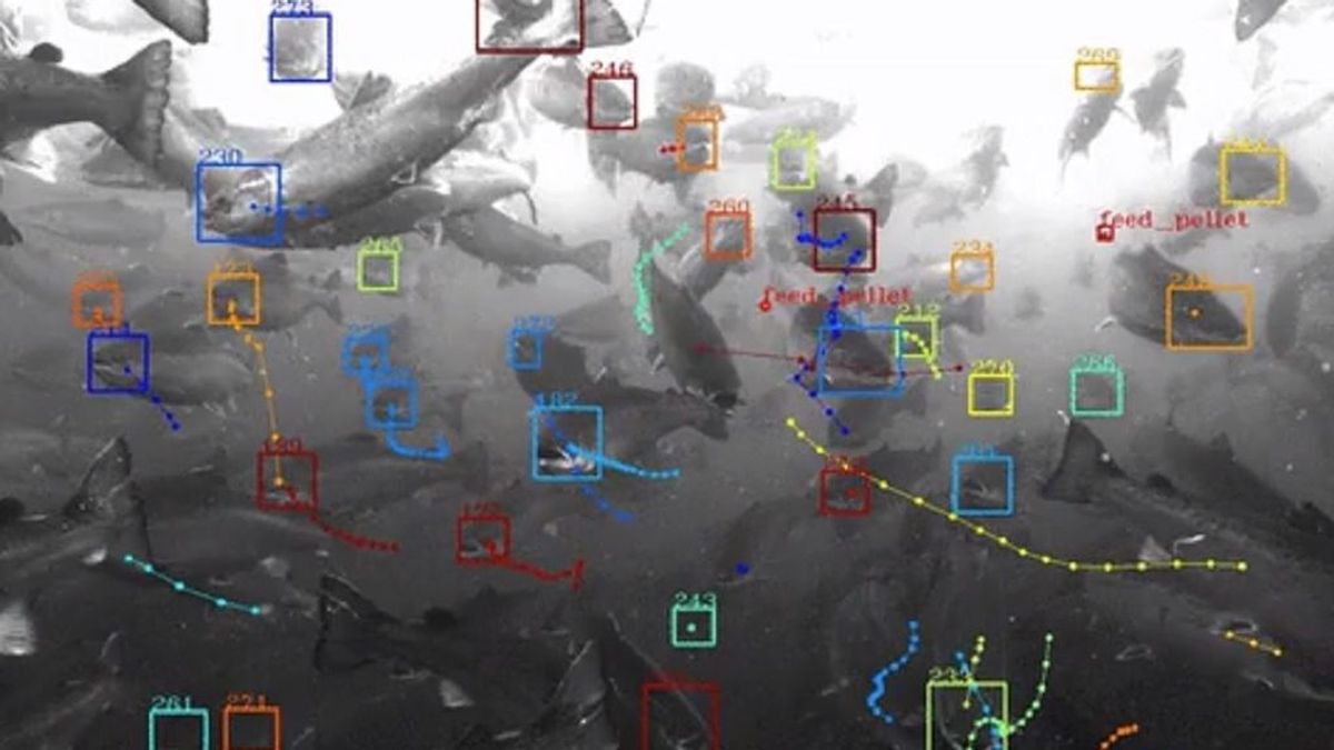 El nuevo proyecto de Google pondrá cara a los peces El nuevo proyecto de Google pondrá cara a los peces