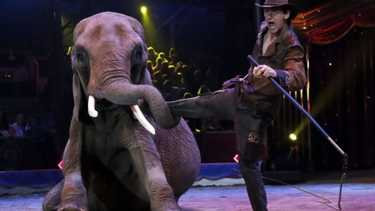 San Sebastián de los Reyes volverá a tener circos con animales cuatro años después de su prohibición