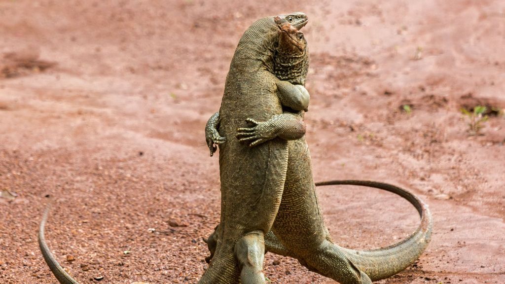 Día Mundial de la Vida Silvestre: cinco instantáneas llenas humor para celebrarlo Día Mundial de la Vida Silvestre: cinco instantáneas llenas humor para celebrarlo