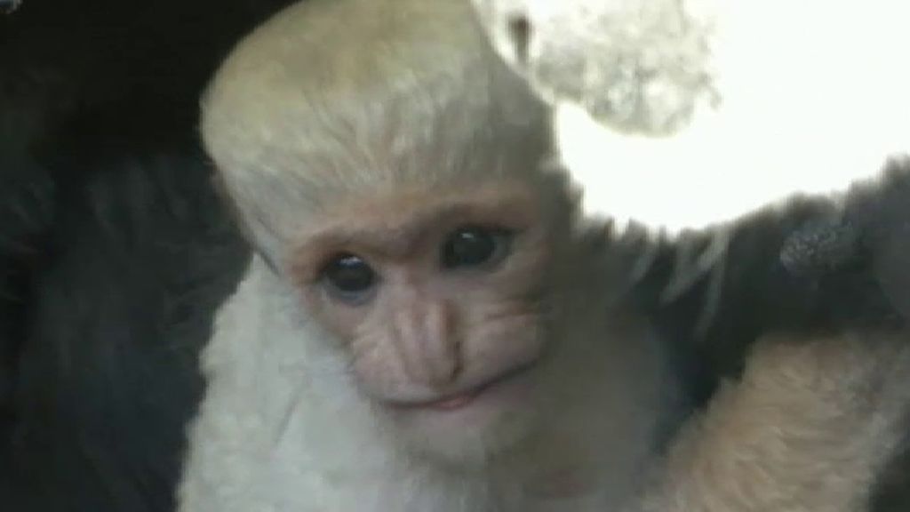 Nacimiento de un mono en el zoo de Praga