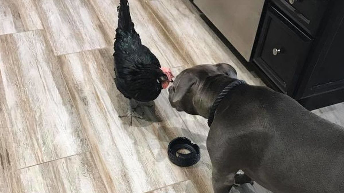 Una amistad verdadera: Peri, una gallina ciega y dos pitbulls que la cuidan
