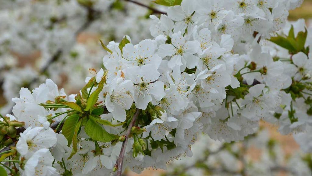 Flor del cerezo del Valle del Jerte