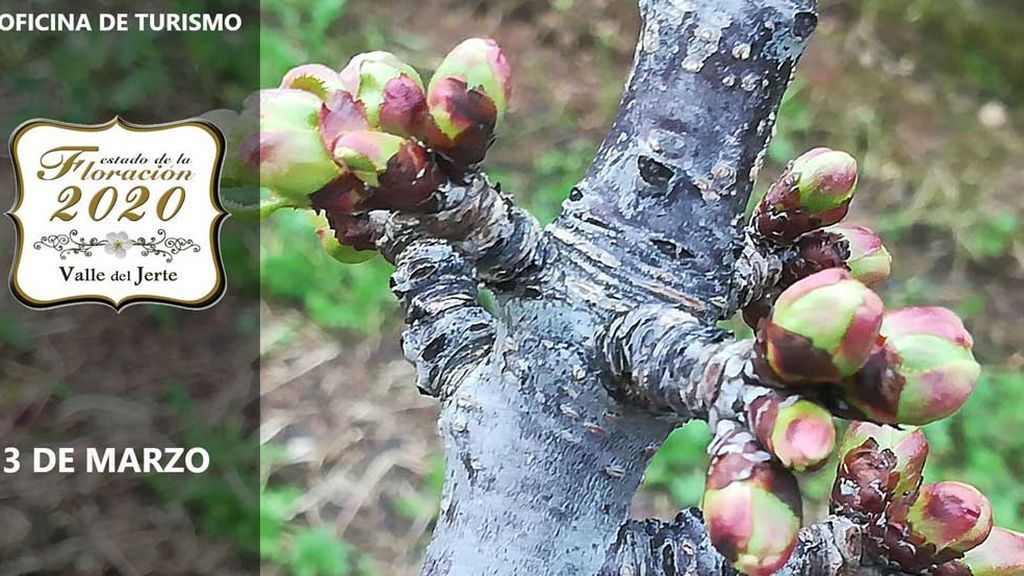 Imagen de los brotes de cerezo en el Valle del Jerte