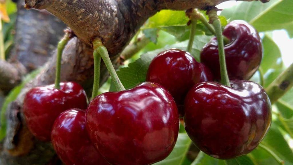 Cerezas del Valle del Jerte