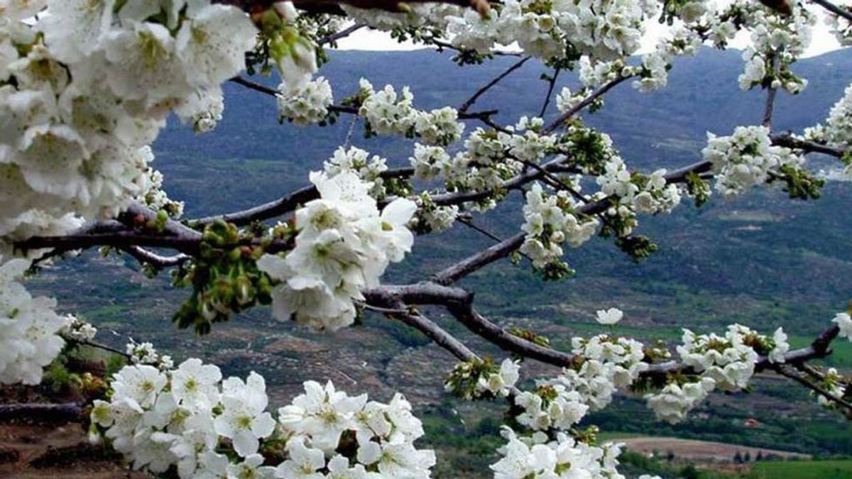 Vista del Valle desde los cerezos en flor