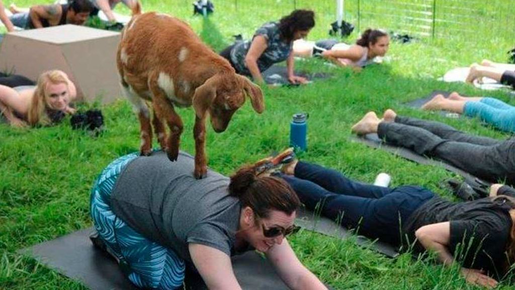 goat-yogaok