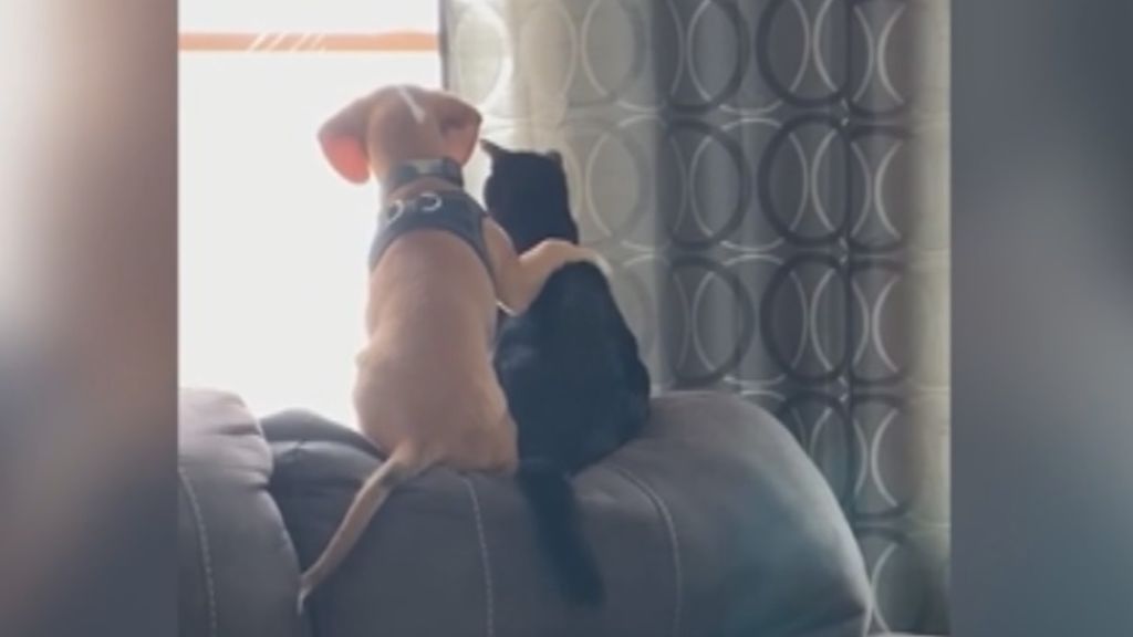 La amistad entre en un perro y un gato es posible: estos dos cachorros se abrazan en el sofá