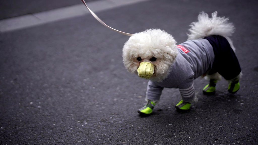 Perro y coronavirus: "Que no cunda el pánico, no hay pruebas de que pueda pasar a humanos"