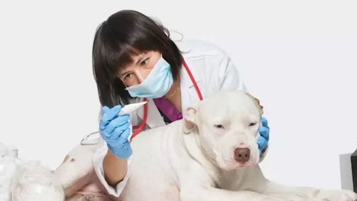 Expertos aclaran que "no está demostrado" que las mascotas puedan transmitir el coronavirus