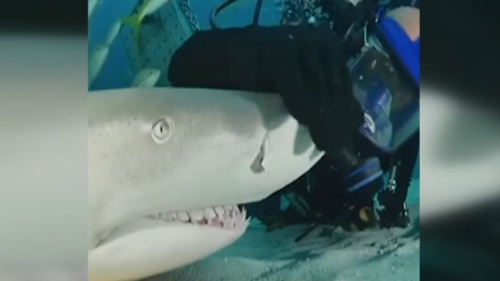 Un buzo acaricia a un tiburón
