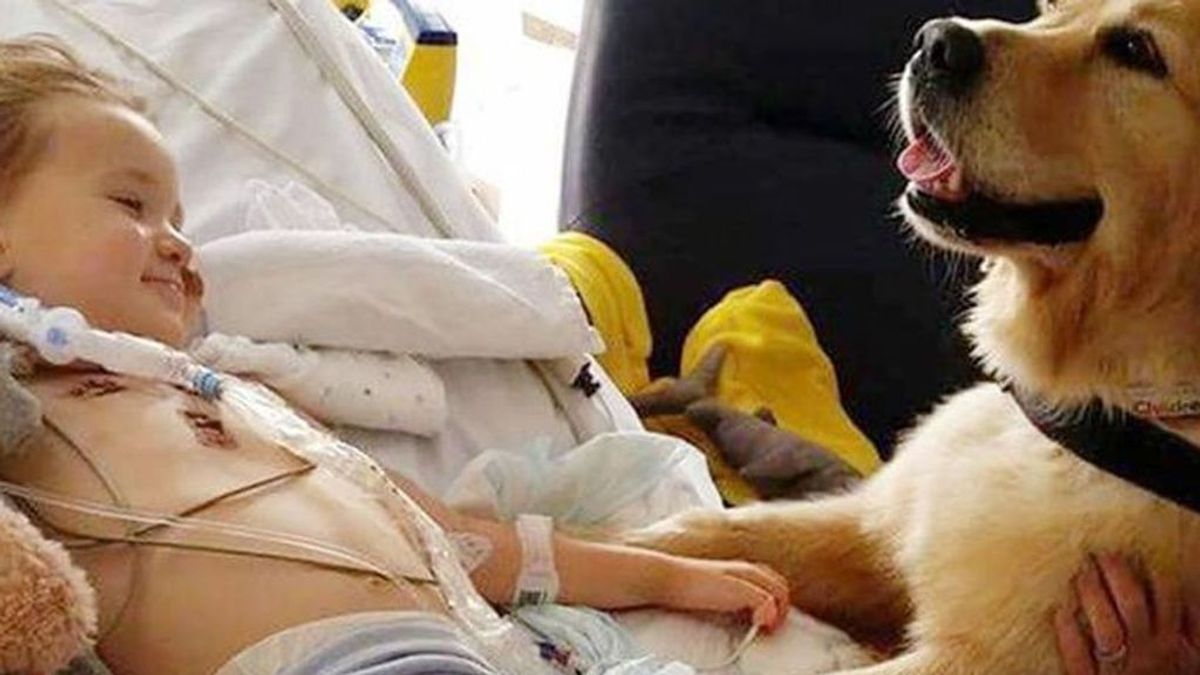 Un niño con cáncer se recupera gracias a una terapia con perro
