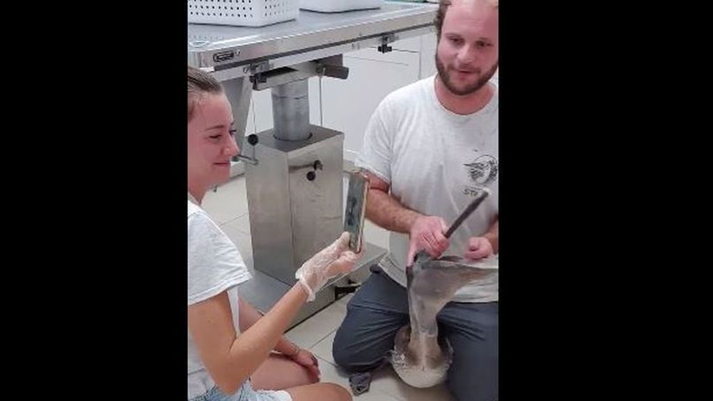 Salvan la vida a un pelícano que se tragó un móvil al confundirlo con un pez
