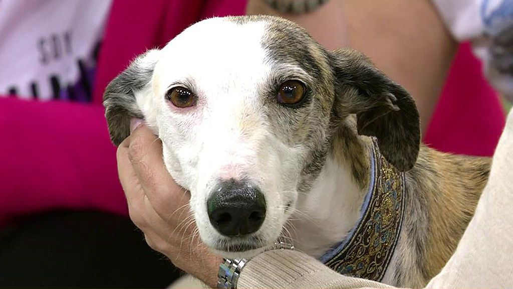 Chamba y sus cinco cachorritos buscan un hogar