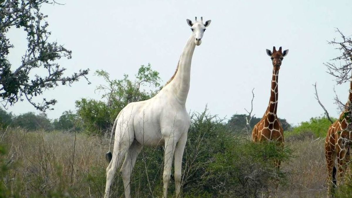 Cazadores furtivos matan a dos jirafas blancas en Kenia: ya solo queda un ejemplar en el país