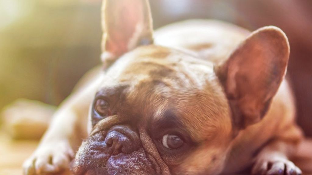 Aumenta el abandono de perros por el miedo al coronavirus, a pesar de que ellos no lo transmiten Aumenta el abandono de perros por el miedo al coronavirus, a pesar de que ellos no lo transmiten
