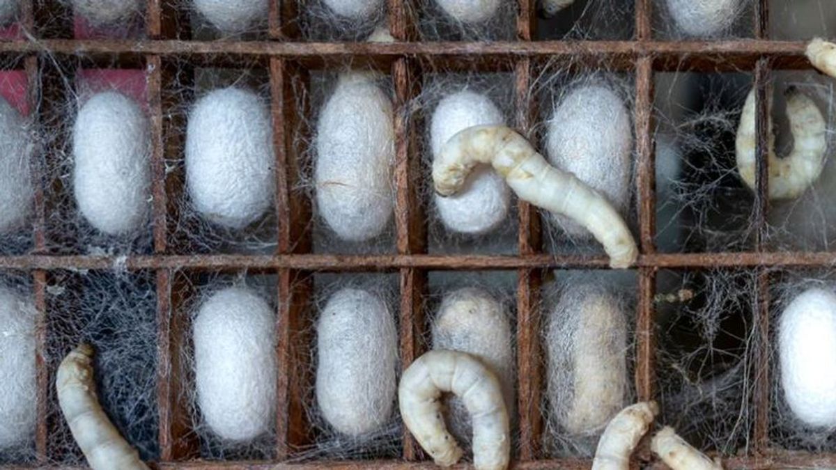 Hilamos la seda de gusano para cultivar neuronas Hilamos la seda de gusano para cultivar neuronas