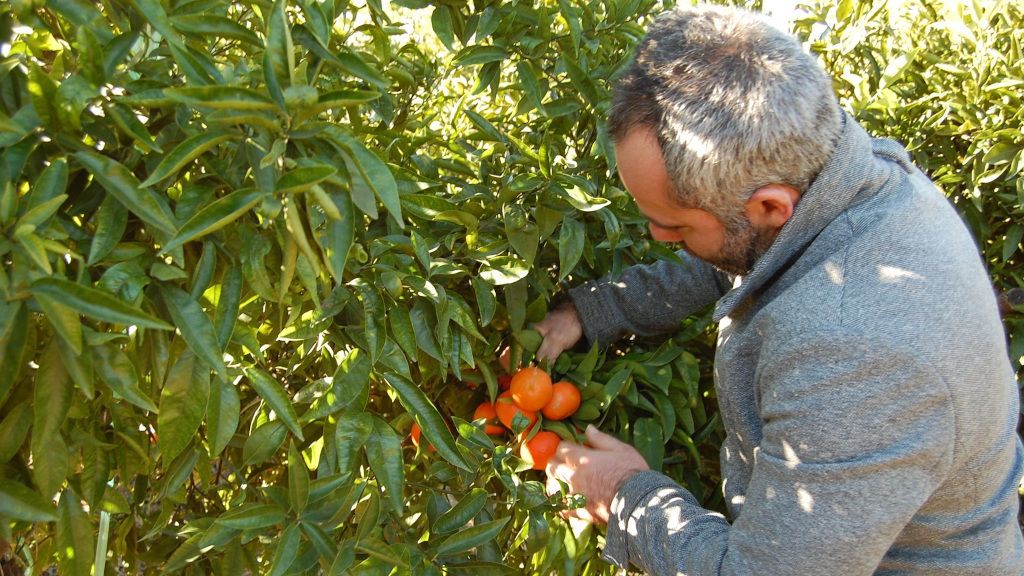 agricultor campo naranjas