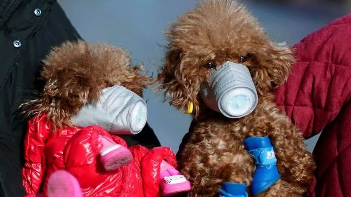 Muere el perro de Hong Kong que dio positivo en coronavirus