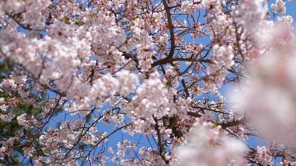 En medio del caos global por el coronavirus, los almendros de Japón florecen en todo su esplendor