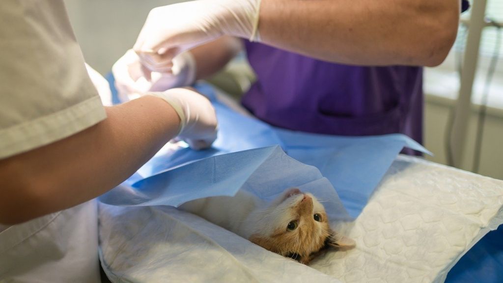 Un gato al que están interviniendo los veterinarios